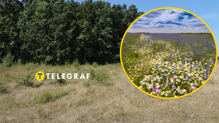 Поле с цветами