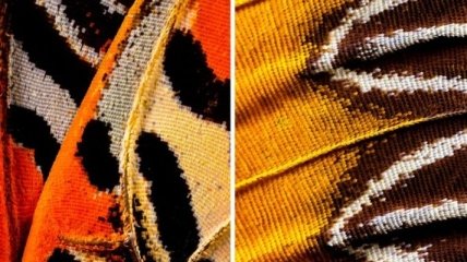 Завораживающие крылья бабочек: микроснимки с немыслимыми узорами (Фото)