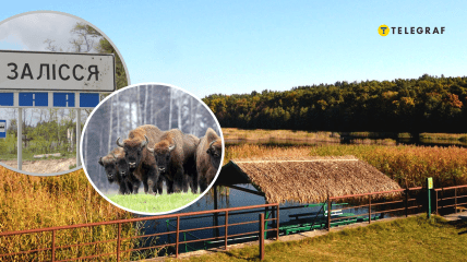 Зубры в Залесье