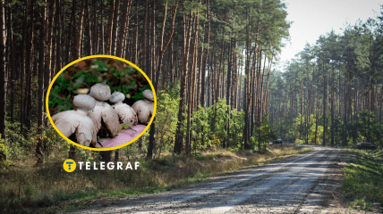 В лесу Винницкой области нашли гриб звездовик