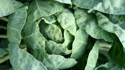 Капуста не терпить пересихання ґрунту