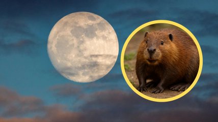 Суперлуние еще называют Бобровой Луной