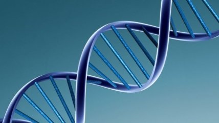 Как на самом деле выглядит структура ДНК?