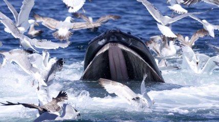 Ученые: чайки нападают и поедают детенышей китов 