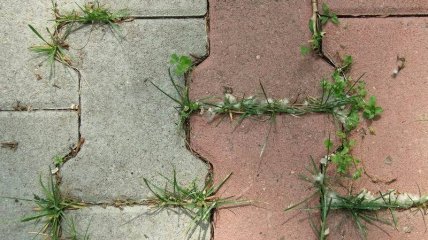 Як позбутися трави між плиткою: хитрість, про яку мало хто знає
