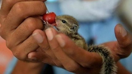 Самые милые фотографии животных, которые растопят любое сердце