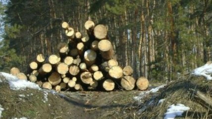 Эколог требовал взятки за разрешение вырубать деревья