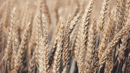 Минэкономики сообщило, сколько зерна экспортировали в этом году