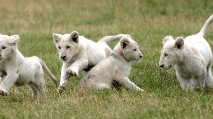 Пять редких белых львят родились в Крыму