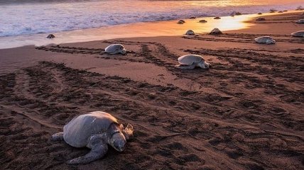 В Мексике гибнут редкие черепахи