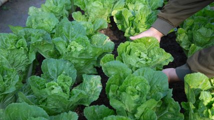 Когда сеять капусту - даты