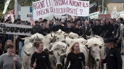 Французы вышли на протест против увеличения популяции медведей