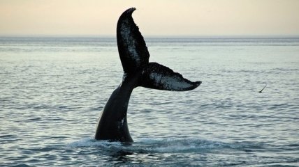 Эффектное нашествие горбатых китов в Колумбии 