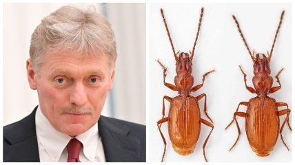 Дмитрия Пескова сравнили с жуком