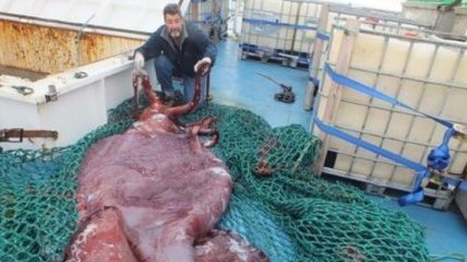 Как выглядит гигантский кальмар?