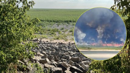 Зарості на місці Каховського водосховища