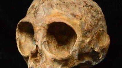 В Кении найдены останки предка человека