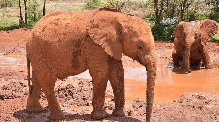 В Национальном парке Крюгера обнаружен необычный вид слона (Видео)