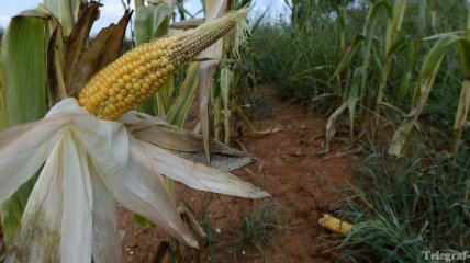 Из-за засухи упал прогноз на урожай кукурузы 