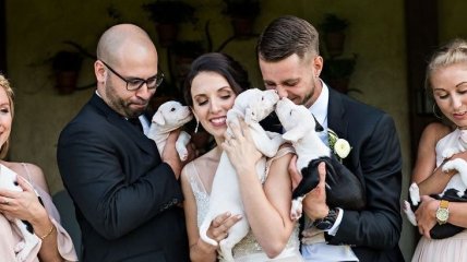 Свадьба с милыми щенками вместо свадебных букетов (Фото) 
