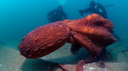 Ученые открыли новый вид гигантских осьминогов 