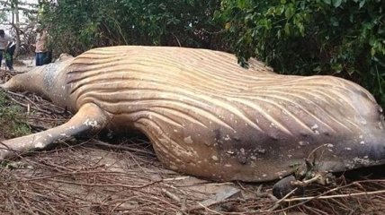 В джунглях Бразилии нашли мертвого кита
