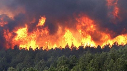 В Зоне отчуждения горит лес