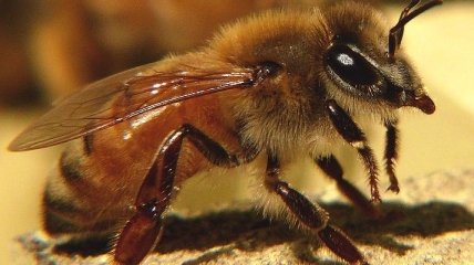 Экологи: пчелы-убийцы продолжают распространяться по Калифорнии
