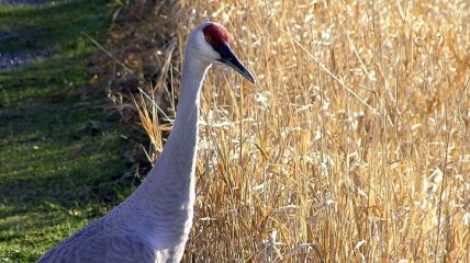 В заповеднике на Херсонщине из-за небрежности фермеров массово гибнут краснокнижные птицы