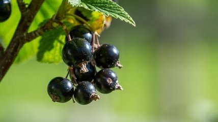 Кладезь витаминов и полезных веществ: на какую ягоду следует налегать летом