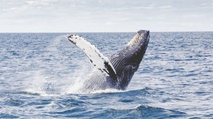 Не по вкусу: огромный кит выплюнул дайвера, который попал ему в рот (Видео)