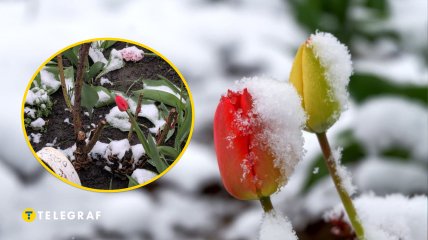 Тюльпани вкрила "біла ковдра"