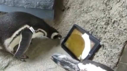Очень прогрессивные пингвины умеют играть на iPad (Видео)