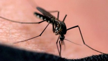 Из-за дождливой погоды немцам грозит нашествие комаров