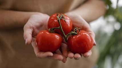 Домашние средства могут лишить урожая помидор