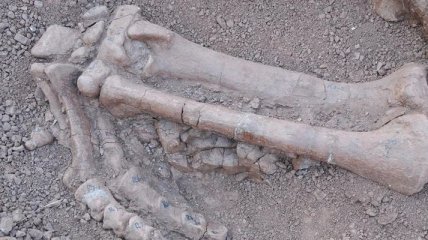 В Китае обнаружили окаменелости двух динозавров 