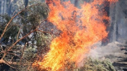 Канада потерпает от лесного пожара
