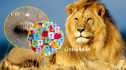 Редкое насекомое — муравьиный лев обыкновенный