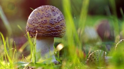 В Харьковской области 5 человек отравились грибами
