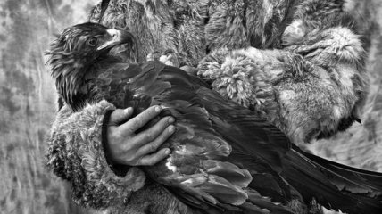 Уходящие традиции: казахское искусство охоты с золотыми орлами (Фото)