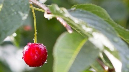 Прогноз погоды на 9 июня: жару до +30° сменят дожди с грозами