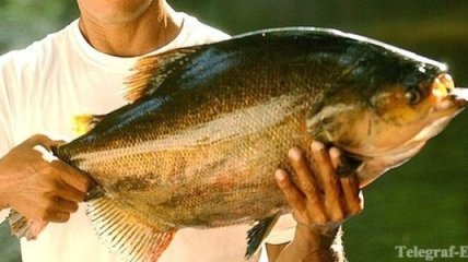 Рыбачим на Амазонке