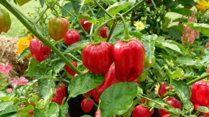 Получите отменный урожай томатов и перца