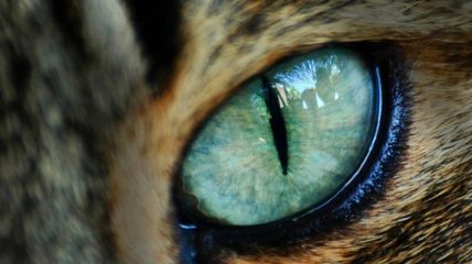 Как выглядит мир глазами кошки?