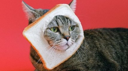 Тормознутые, эволюционирующие и явно под валерьянкой: самые юморные картинки и мемы с котами для поднятия настроения за неделю (фото, видео)