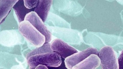 Ученые: Бактерии способны вступать между собой в половые акты 