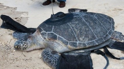 Открытие необычной гонки черепах произошло во Флориде
