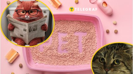 Как должна быть расположена туалетная зона для кошки