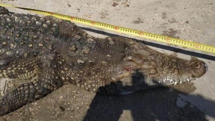 Из озера Арабатской Стрелки выловили почти двухметрового крокодила: отдыхающие не верят (фото)