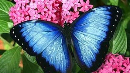 В Великобритании спасли популяцию бабочек-голубянок 
